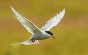 The Arctic Tern, Sterna paradisaea