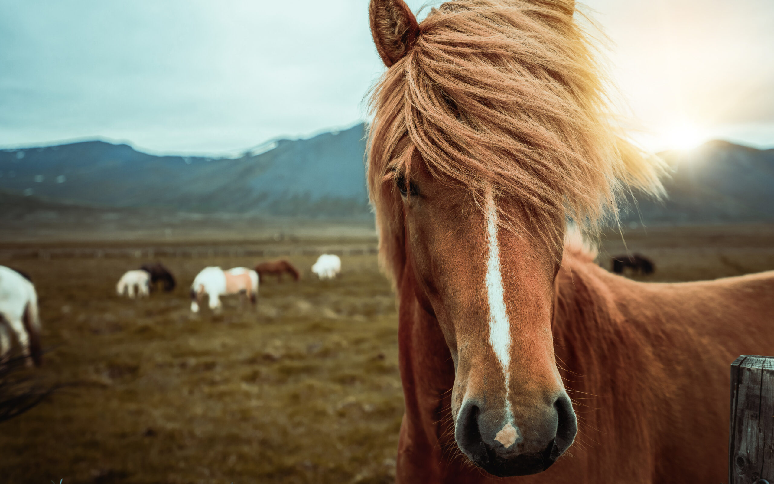 Icelandic horse in the field